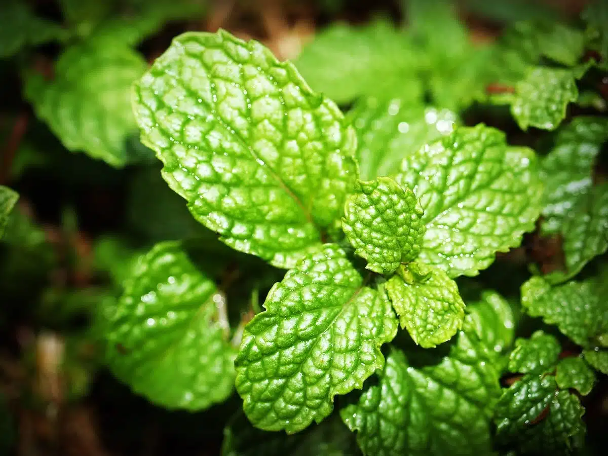 plantes anti-moustiques